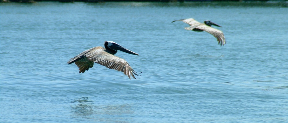 (08) Dscf1818 (brown pelicans).jpg   (1000x427)   151 Kb                                    Click to display next picture